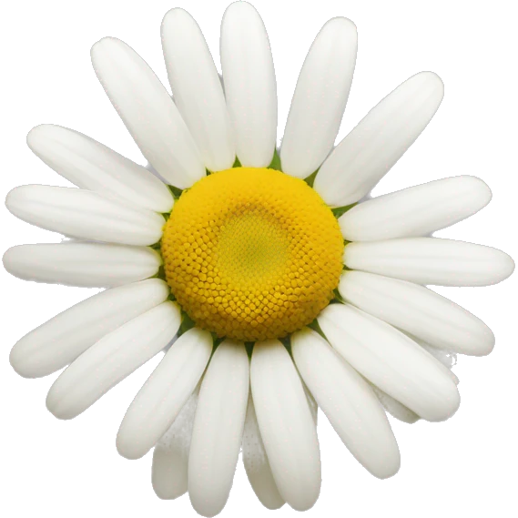 CHAMOMILE FLOWER emoji