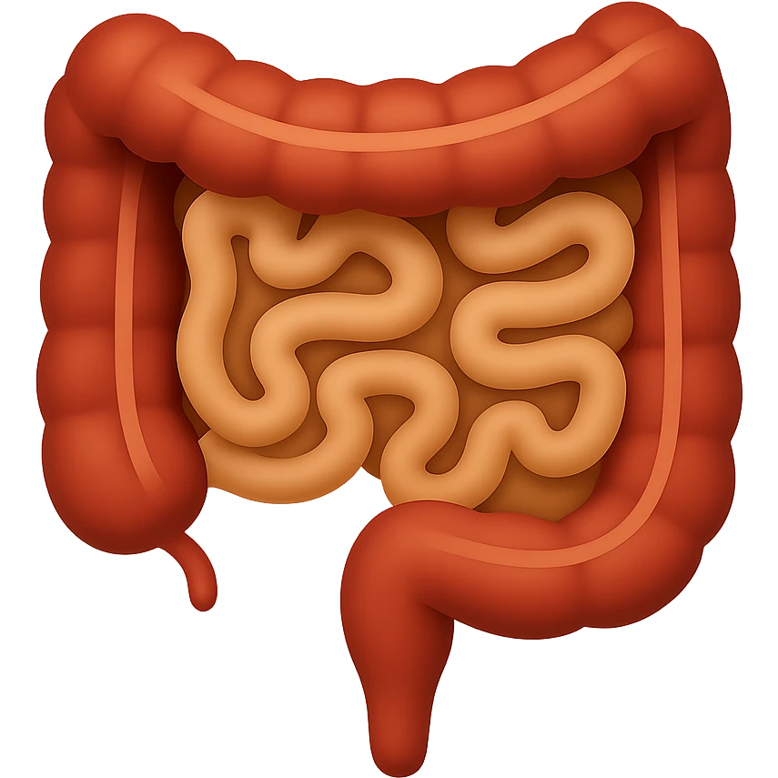 Create an emoji of a human intestine similar to the reference image in the style of Apple emoji with a transparent background. emoji