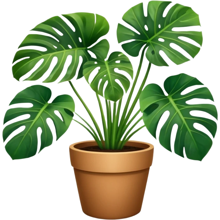 Potted plant, the potted plant contains Monstera deliciosa. emoji
