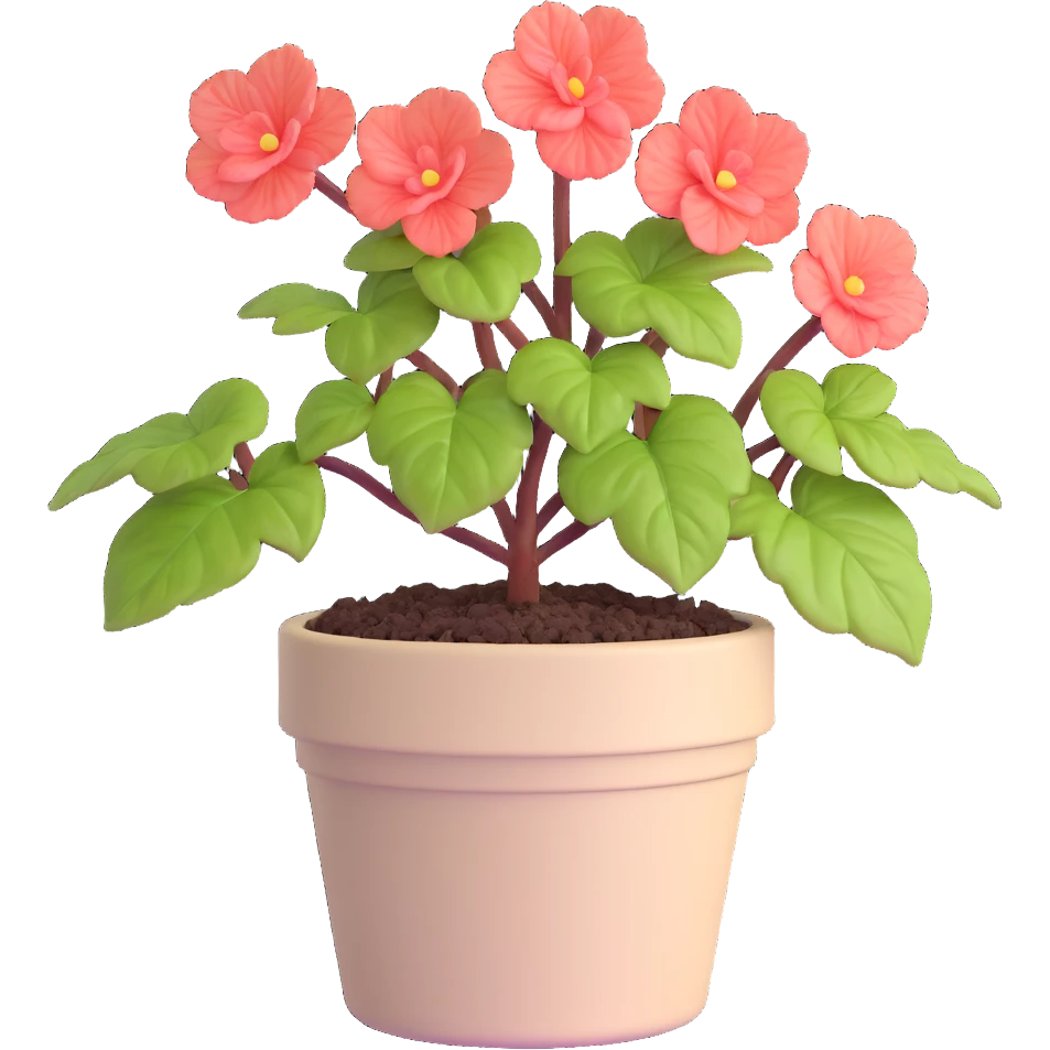Begonia Rex plant in a beige pot with spiral leaf pattern emoji