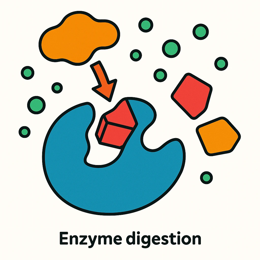 Ultra-detailed scientific illustration  (like in a school book) of enzyme digestion. Macro molecular view, clean white background, no text, no human figures or cartoon characters. Purely biological focus. emoji