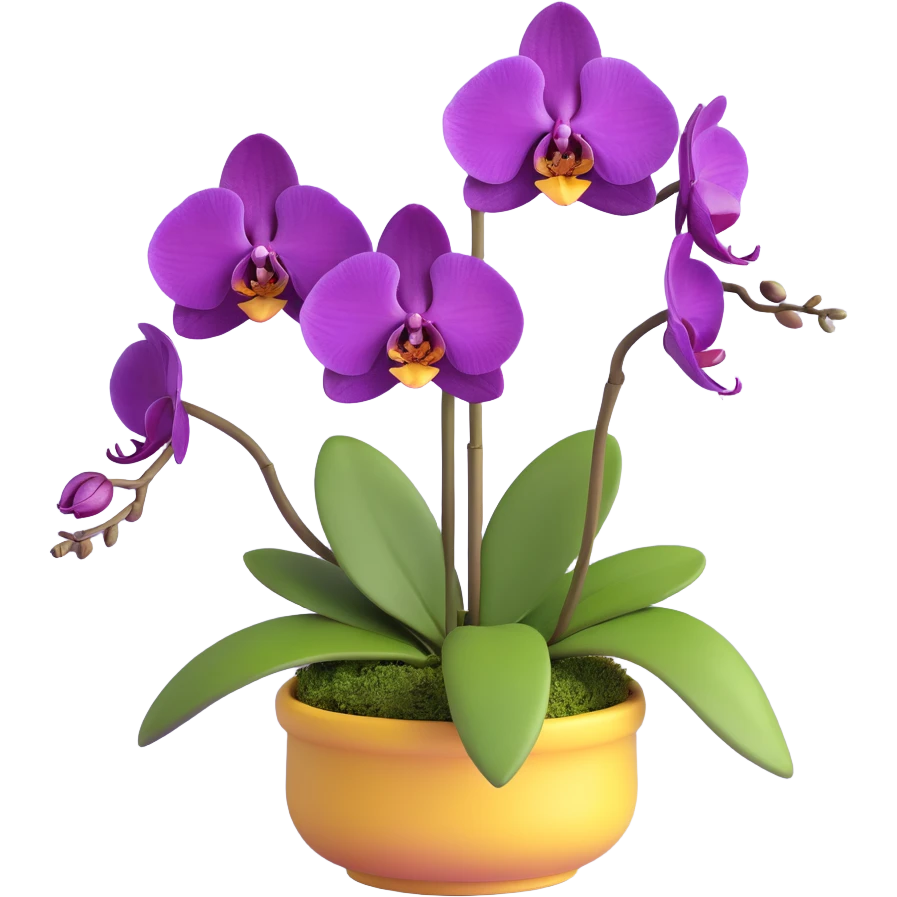 Realistic purple phalaenopsis orchid with rich lavender blooms and prominent large green leaves clearly visible emoji