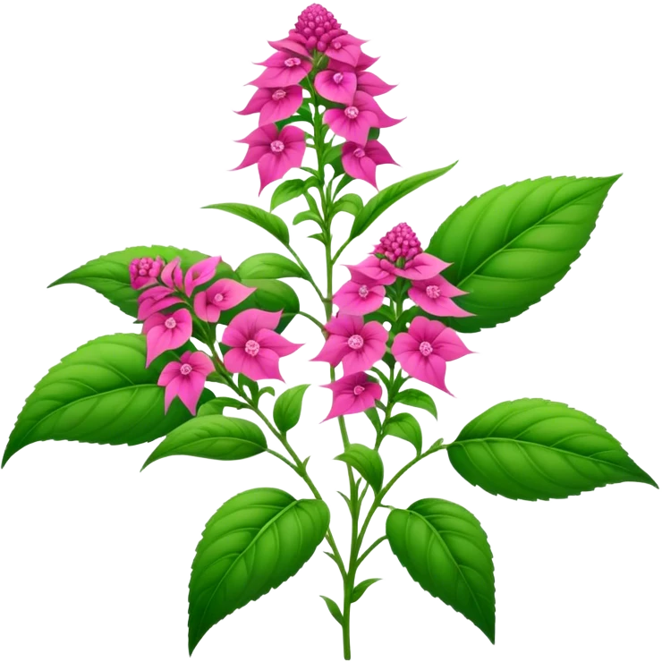 Amaranth  emoji