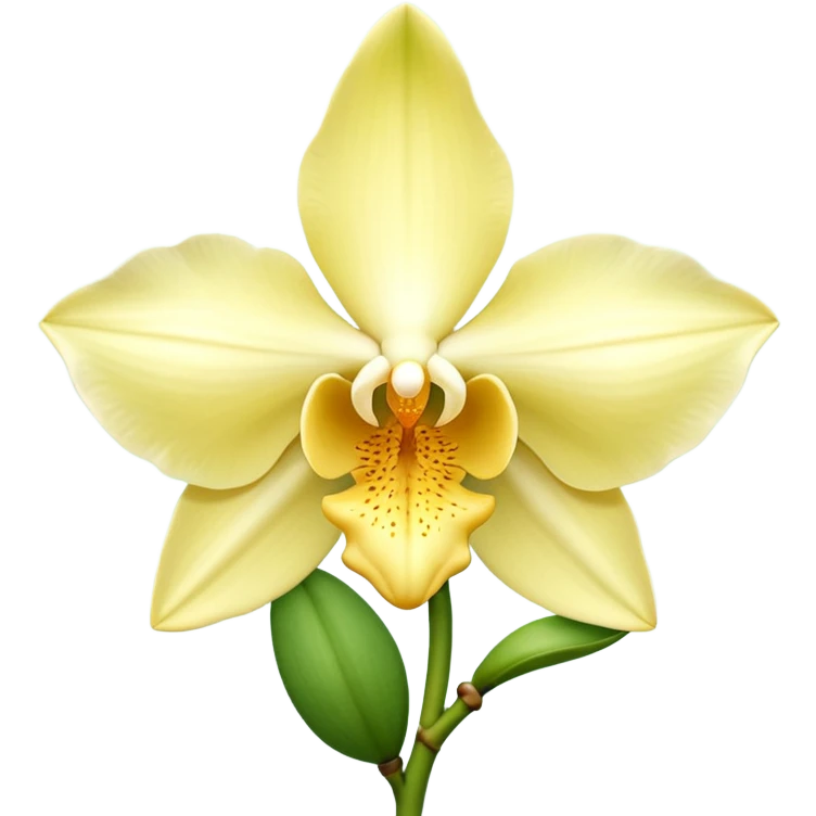 realistic vanilla orchid, full bloom, pale yellow to creamy white petals, trumpet-shaped center, gentle curvature, fine petal texture, optional green stem or vanilla pod, no background, no leaves, no decorative elements, no faces, clean 3D, soft lighting, transparent background, emoji scale emoji