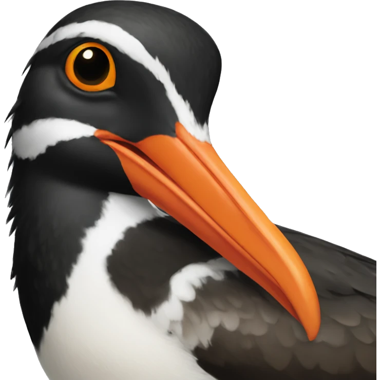 american oystercatcher bird emoji