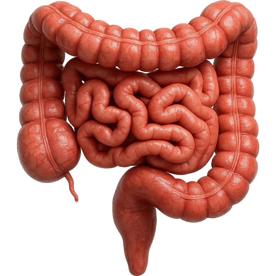 intestino umano anatomico, iperrealistico 4k, ISOLATA SU SFONDO BIANCO emoji