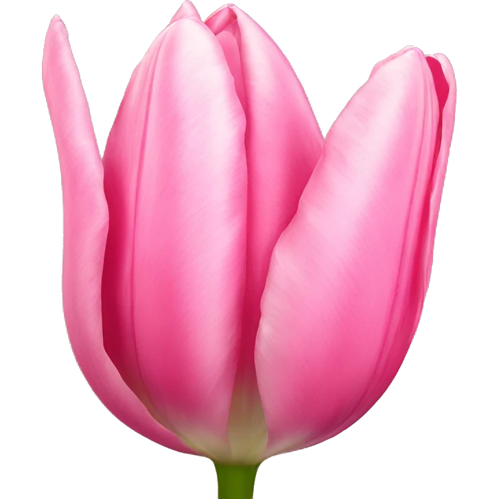 pink tulip emoji