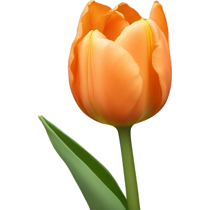 Pale orange tulip emoji