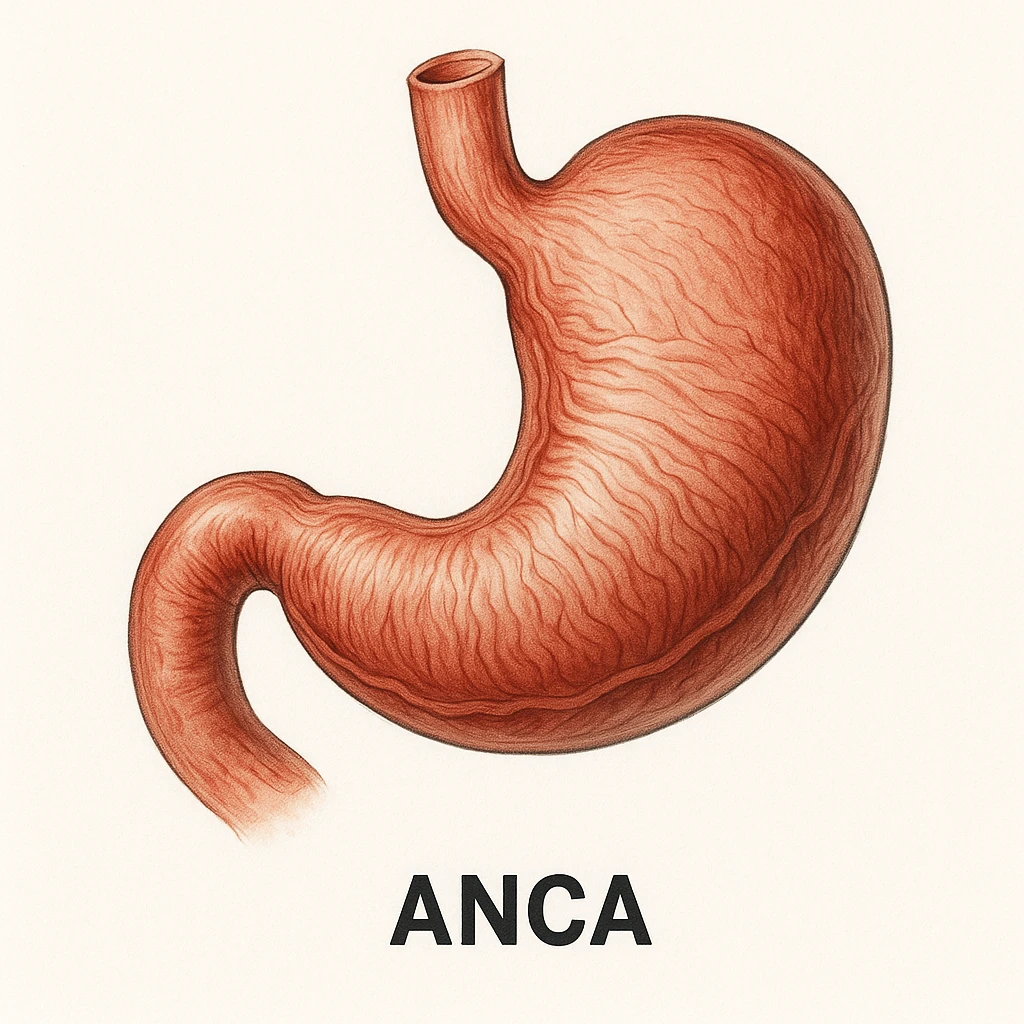 Anca su sfondo isolato emoji