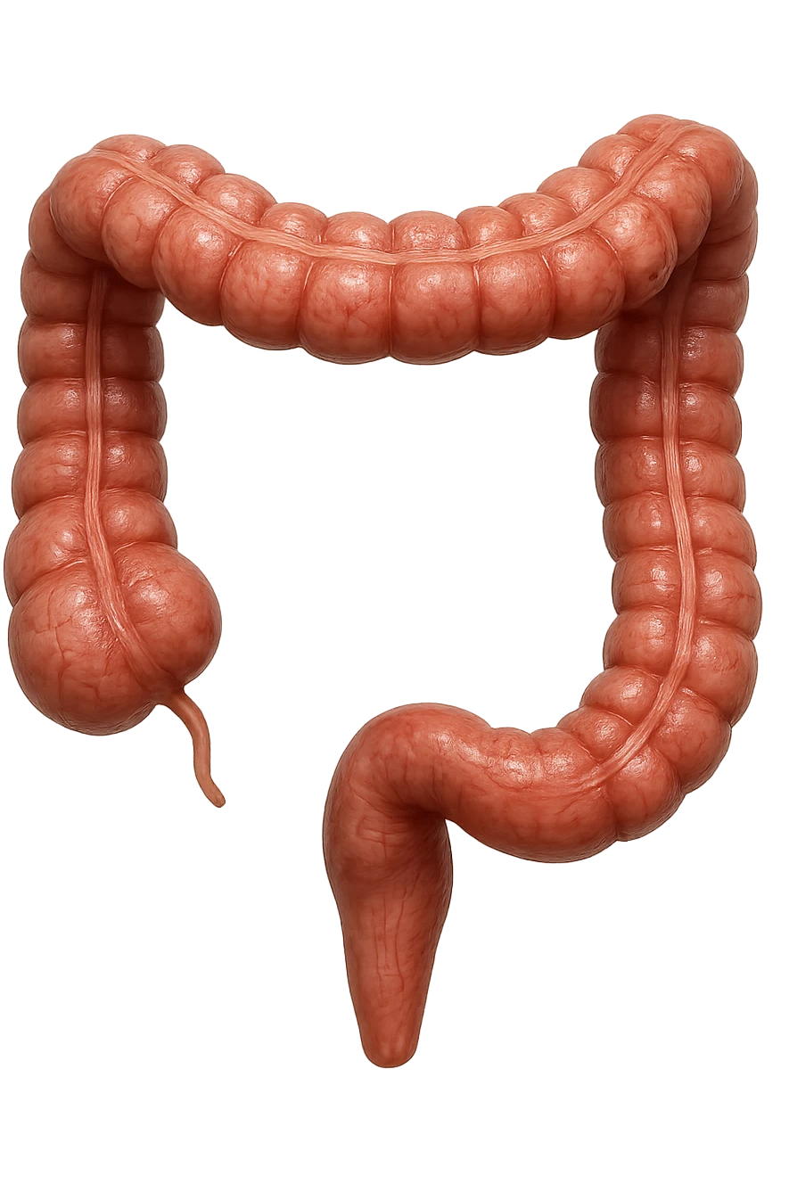 pezzetto di colon anatomico umano, iperrealistico 4k, isolato su sfondo bianco emoji