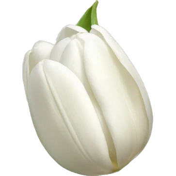 White Tulips with stem emoji