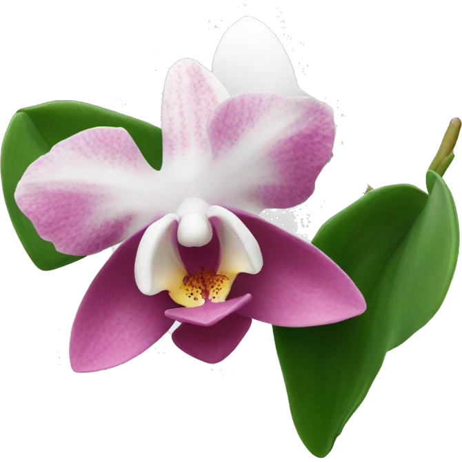 Orchidea rosa e bianca  emoji