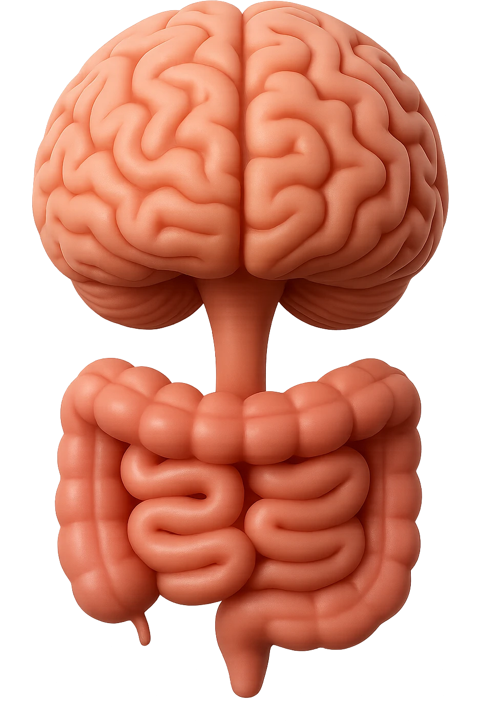 emoji stile iphone in 3d di cervello e intestino collegati verticalmente, iperrealistico 4k emoji