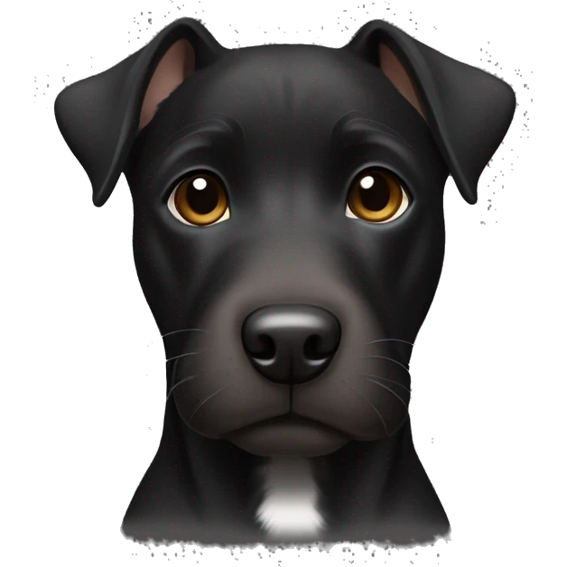 A black Patterdale Terrier dog with a white patch on its chest and brown eyes.  emoji