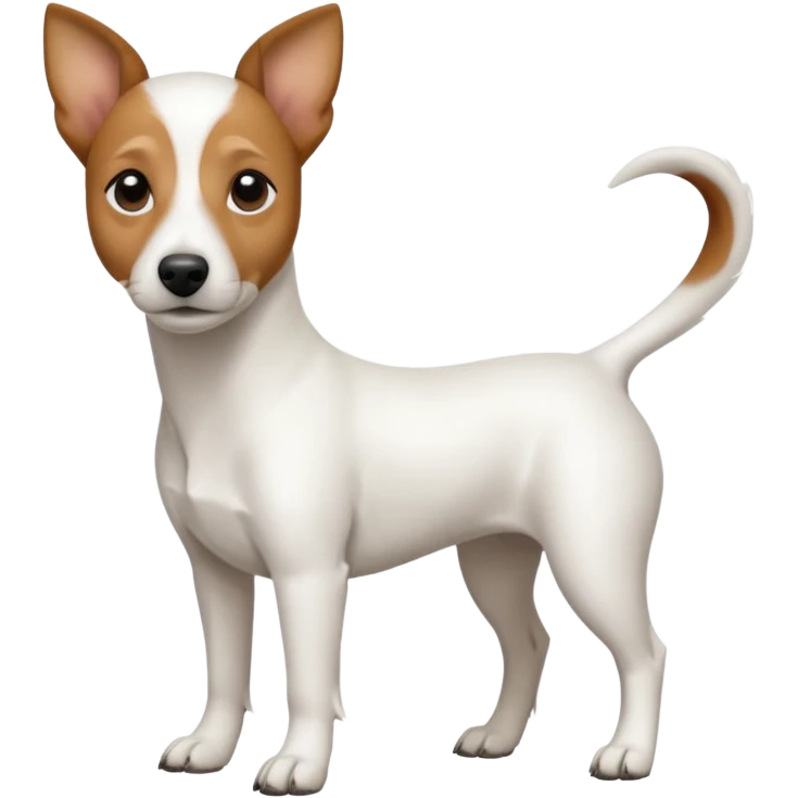 a full body white jack russel looking dog the size of a kelpie with light brown ears and a light brown patch on one eye, flopped down ears and a large snout emoji