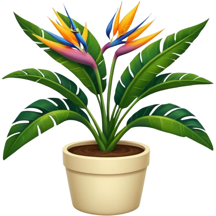 No bloom Bird of paradise leafy plant in cream pot  emoji