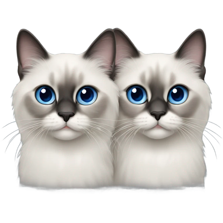 Two Blue point ragdoll cats with short length hair, with blue eyes, dark face  emoji
