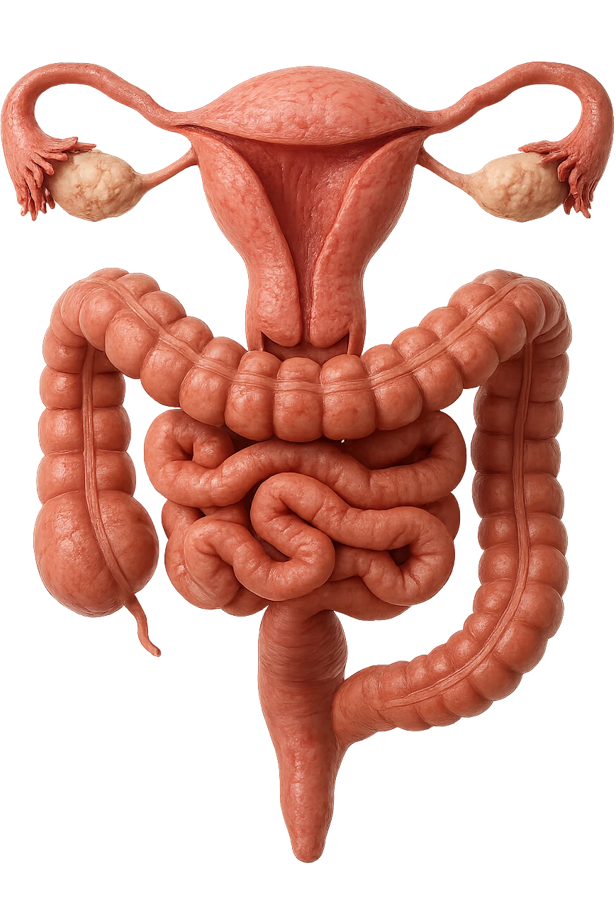 UTERO UMANO ANATOMICO COLLEGATO AD INTESTINO, iperrealistico 4k, SFONDO BIANCO emoji
