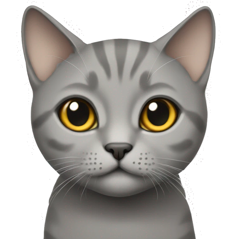 British short hair cat in grey cute looking emoji