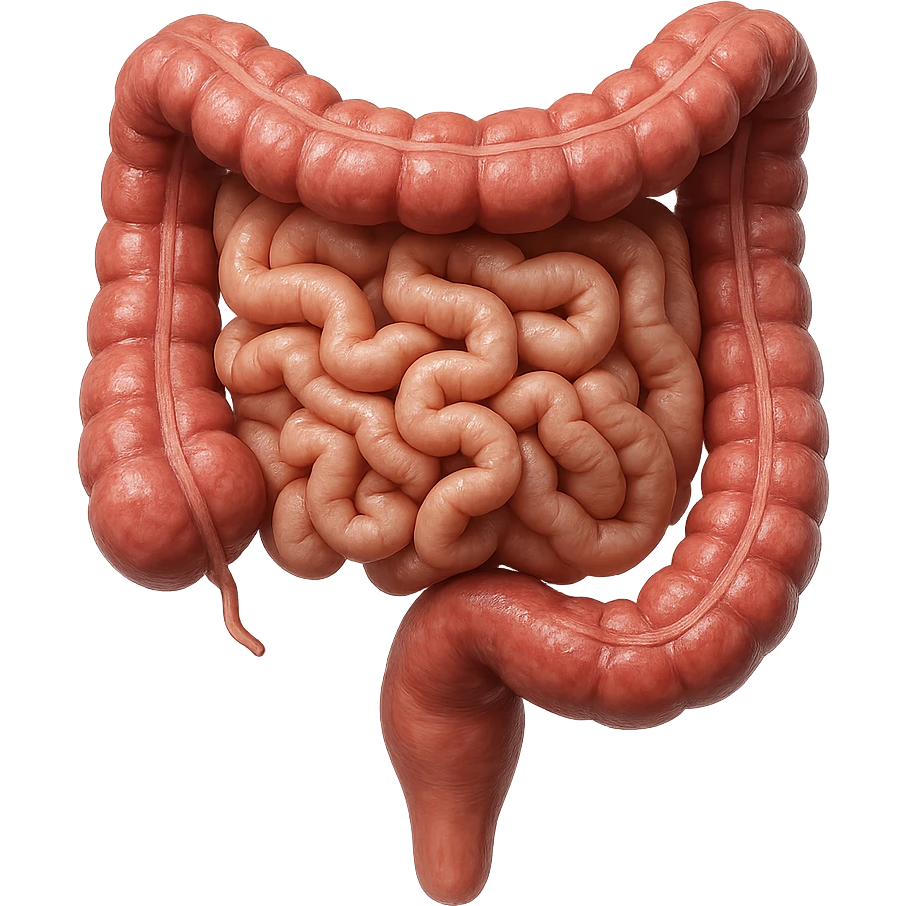 intestino umano anatomico, iperrealistico 4k, ISOLATA SU SFONDO BIANCO emoji