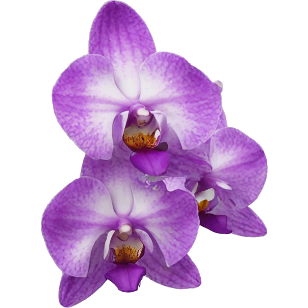 european orchid flower emoji