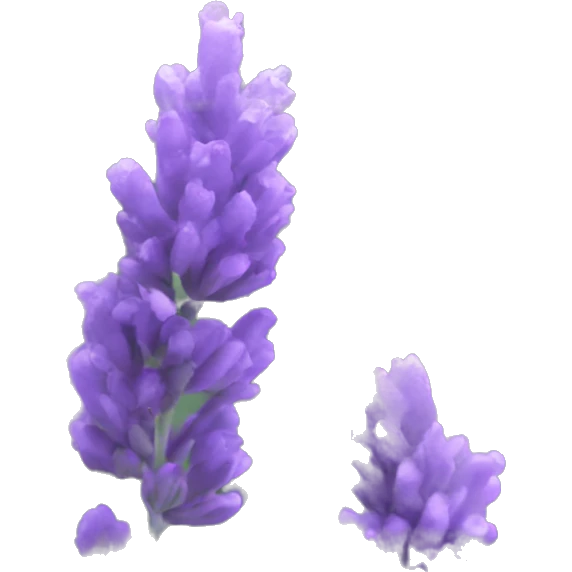 lavender  emoji
