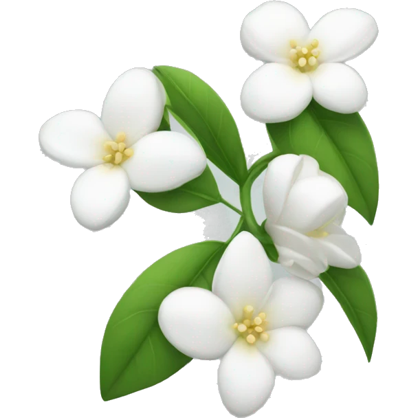 White beautiful jasmine flower emoji