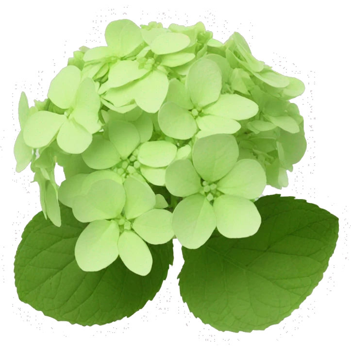 Hydrangea Celeste flower emoji