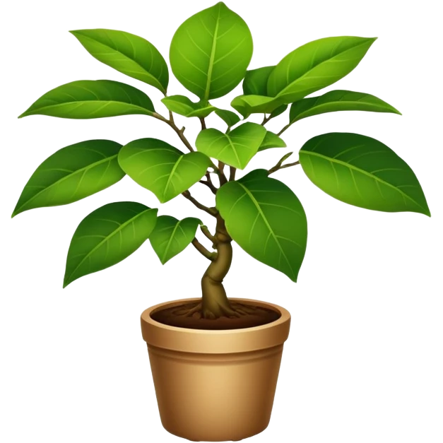 Ficus pandurata emoji