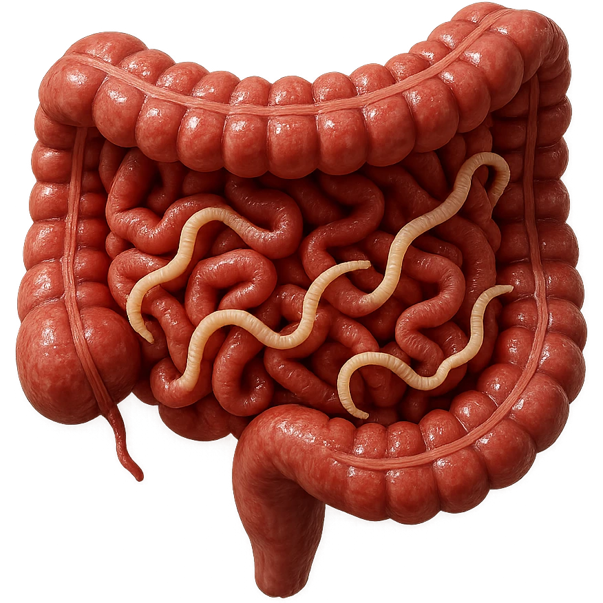 realistic 3D cross-section of human intestine with tapeworm parasites visible among folds, hyperrealistic details, glossy texture, 4K, isolated on white background emoji