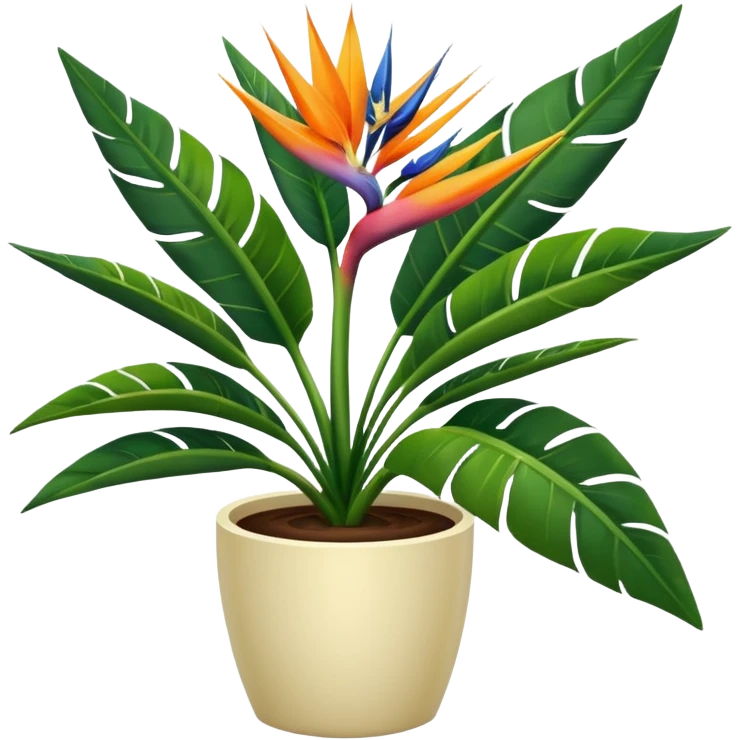 Bird of paradise leafy plant in cream pot no white between leaves emoji