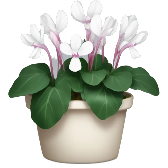 White Cyclamen flowers emoji