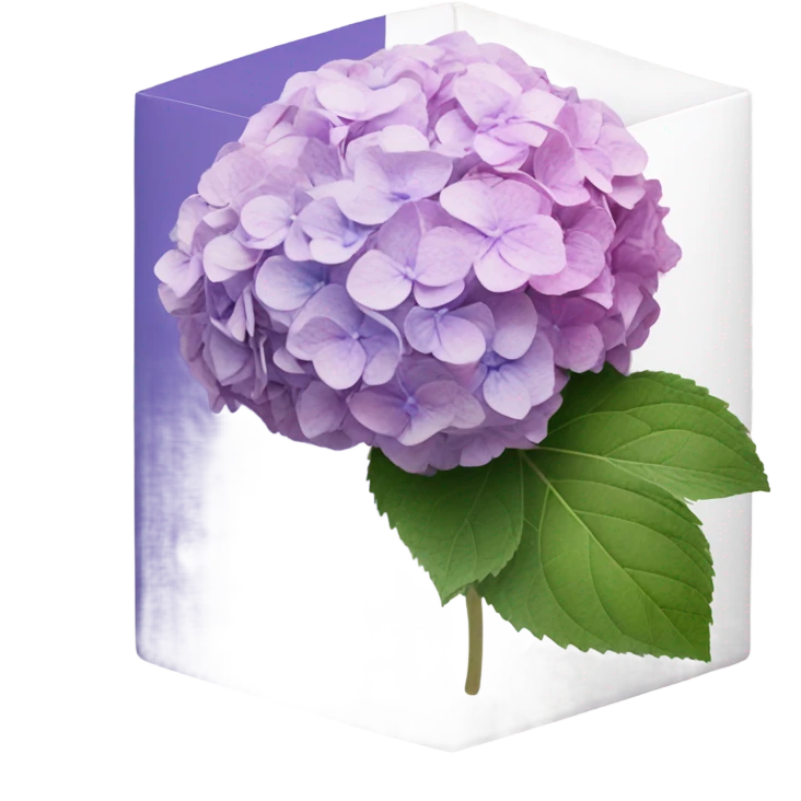 faded hydrangea from pink to purple inside white box  emoji