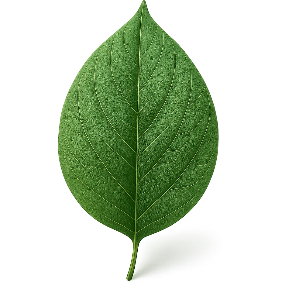 a single green leaf, realistic style, with visible veins and a slight shadow emoji