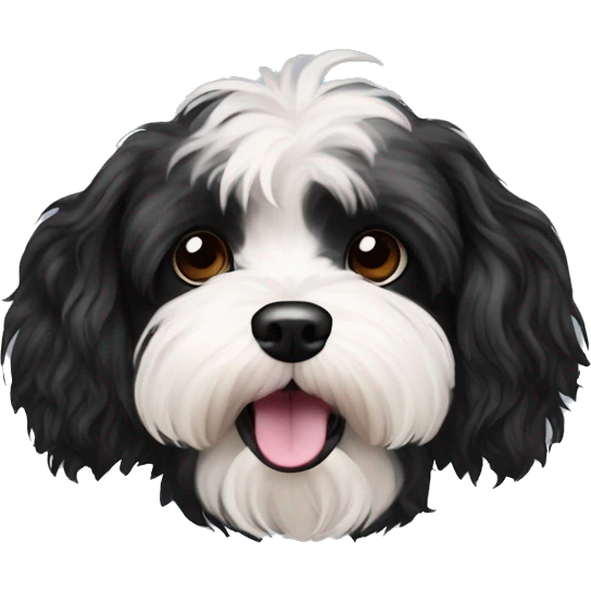 Black coloured dog bichon havanese with black eyes go crazy emoji
