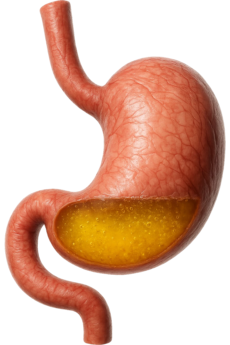 STOMACO ANATOMICO UMANO CON ACIDO GIALLO ALL'INTERNO
IPERREALISTICO 4K, SFONDO BIANCO emoji