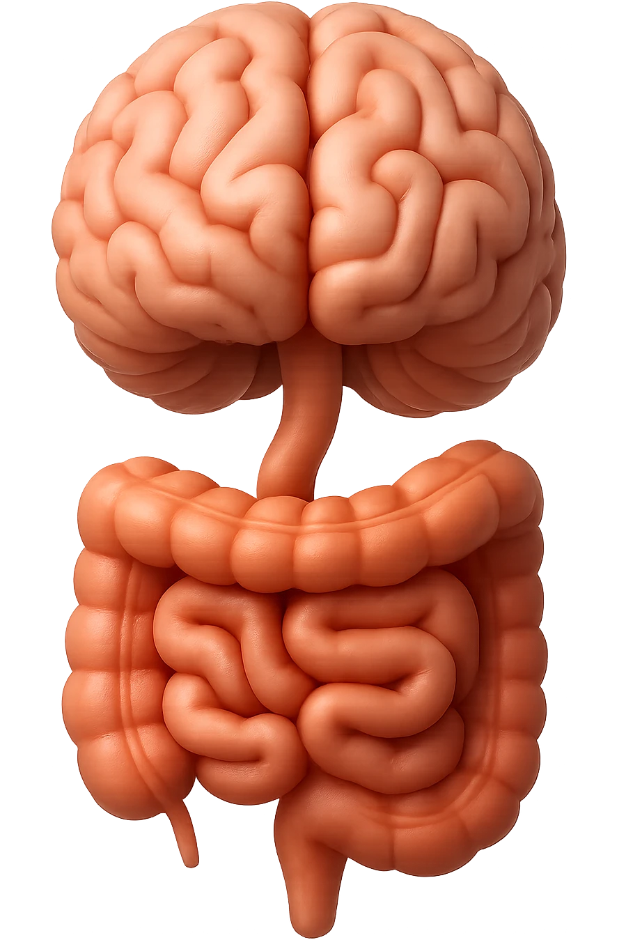 emoji stile iphone in 3d di cervello e intestino collegati verticalmente, iperrealistico 4k emoji