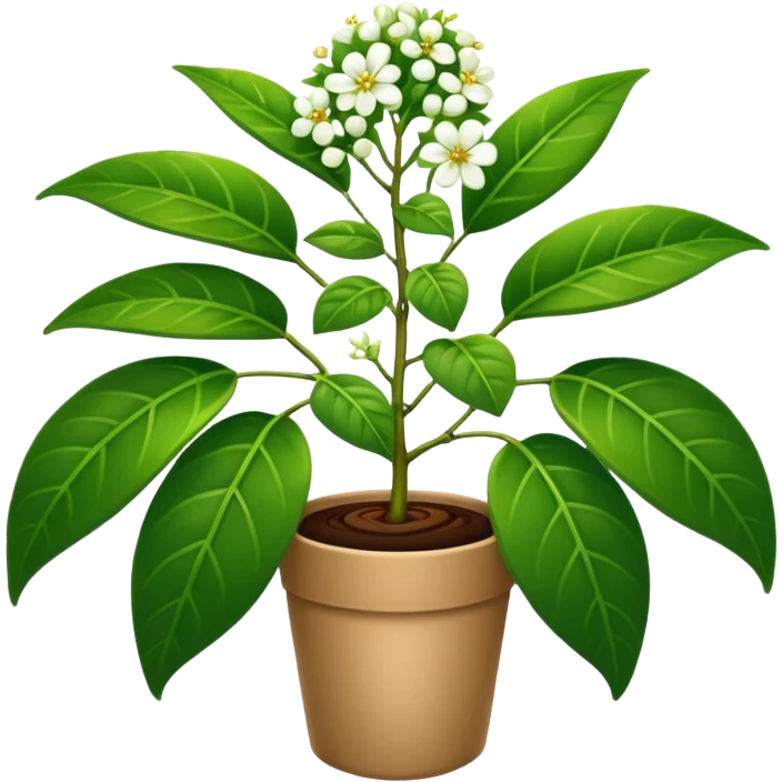 mata de cafe  emoji