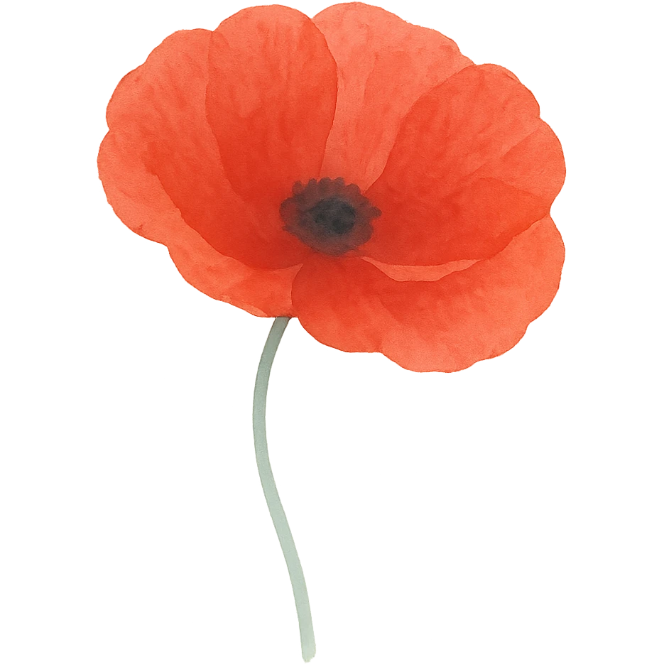 close-up of a poppy, realistic textures, vivid red petals, no background emoji