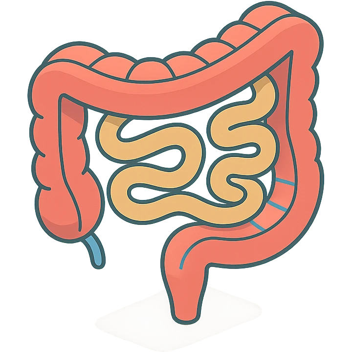 intestine in 2D isometric style, minimalist background, soft shadows and highlights, transparent background, variant with light infographic stylization emoji