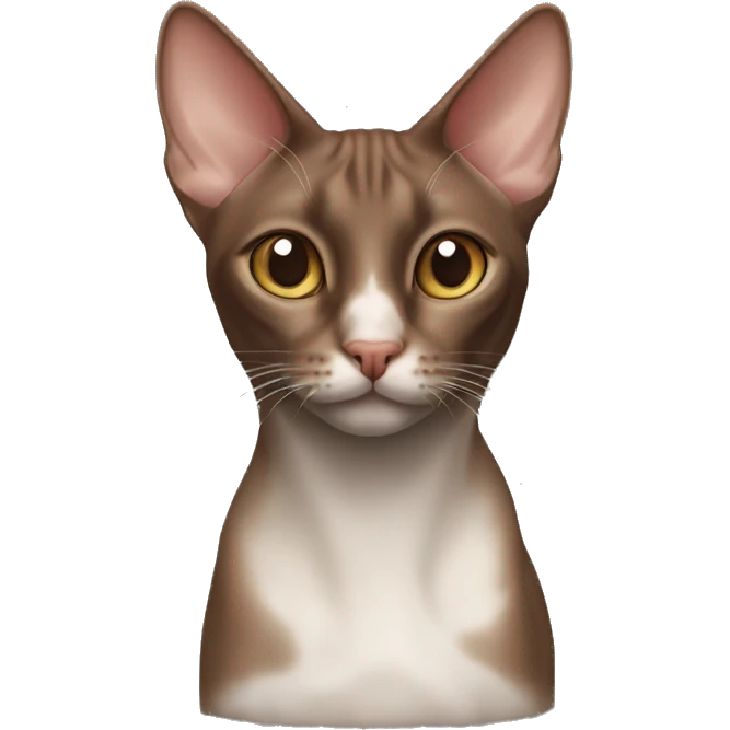 chocolate-like oriental cat white nose  emoji