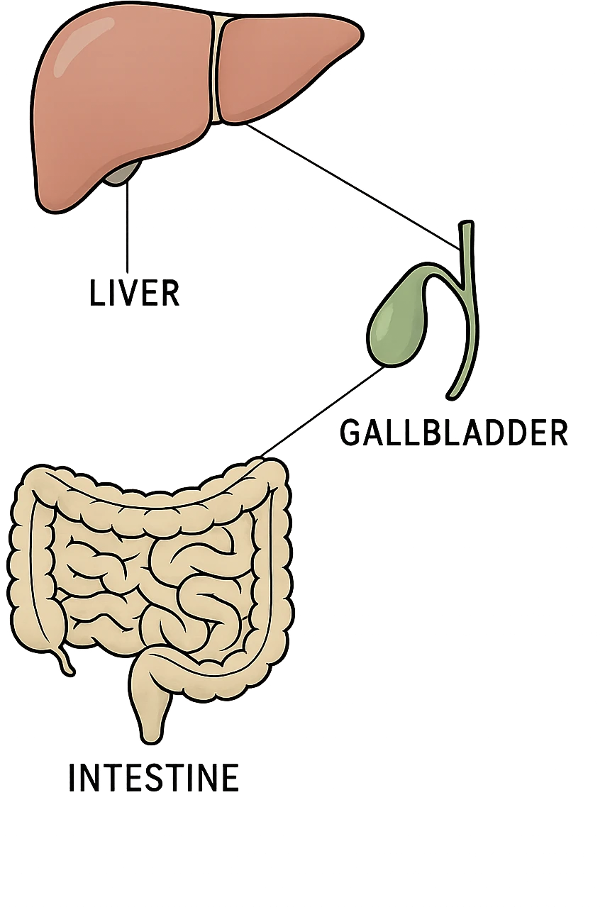 Connessione visiva con linee fegato , intestino e cistifellea emoji