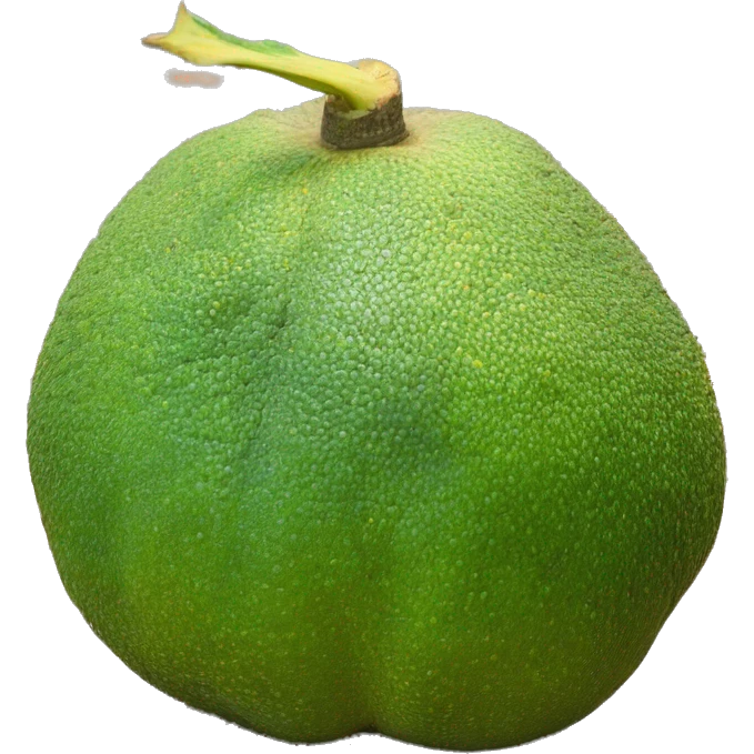 Breadfruit emoji