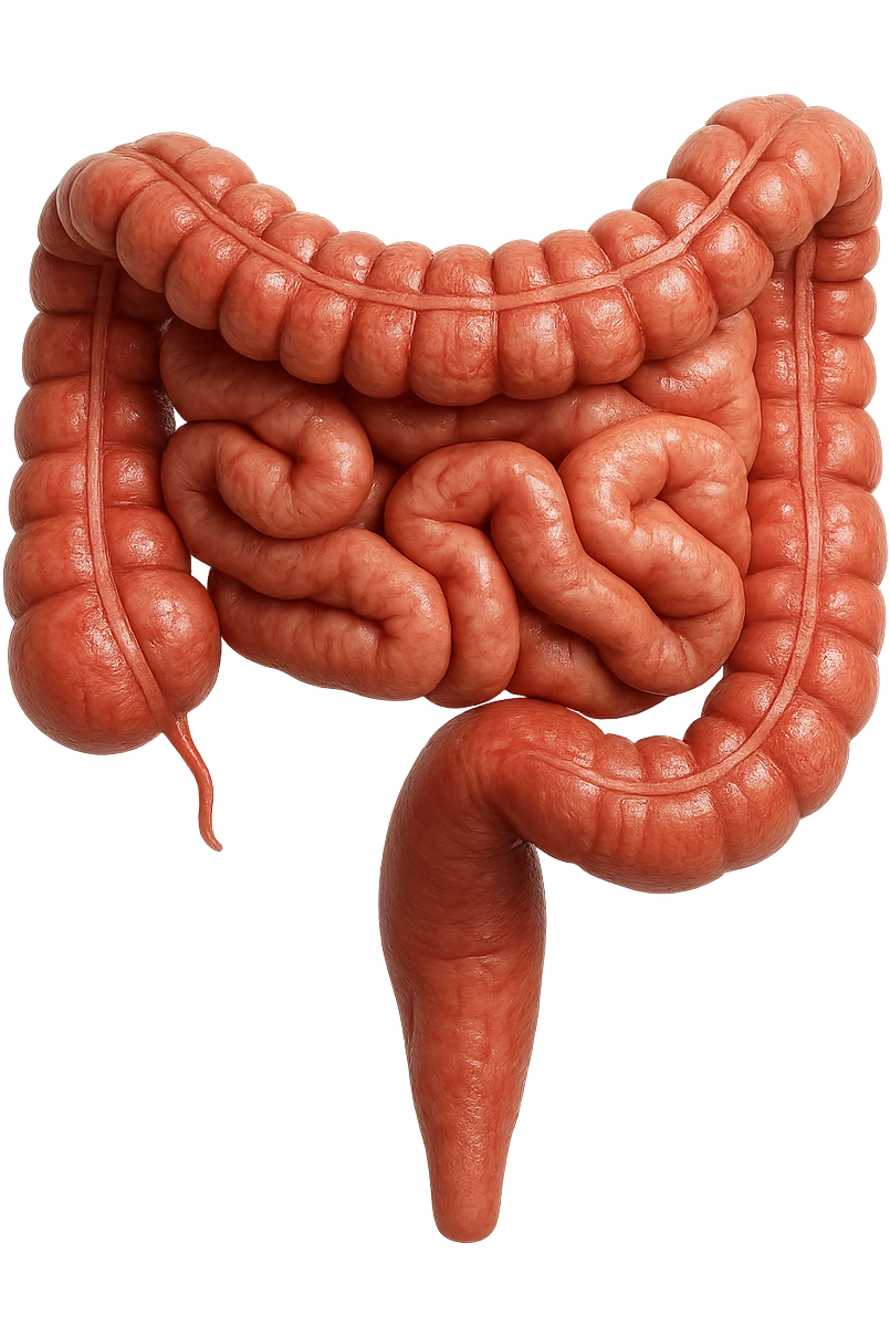 intestino umano, iperrealistico 4k emoji