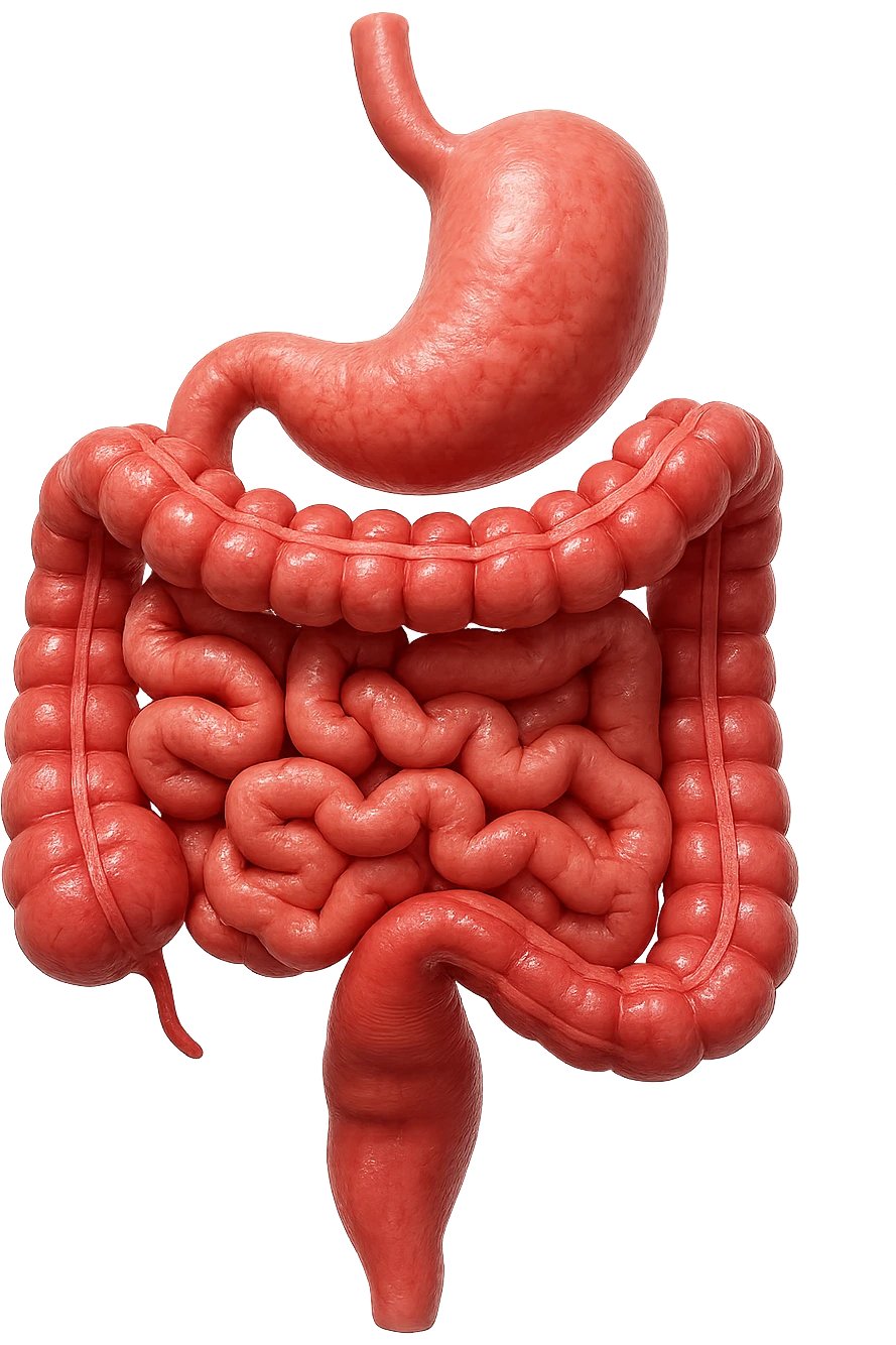 intestino anatomico umano affetto da gastroenterite, diarrea liquida nel colon ben visibile, iperrealistico 4k emoji
