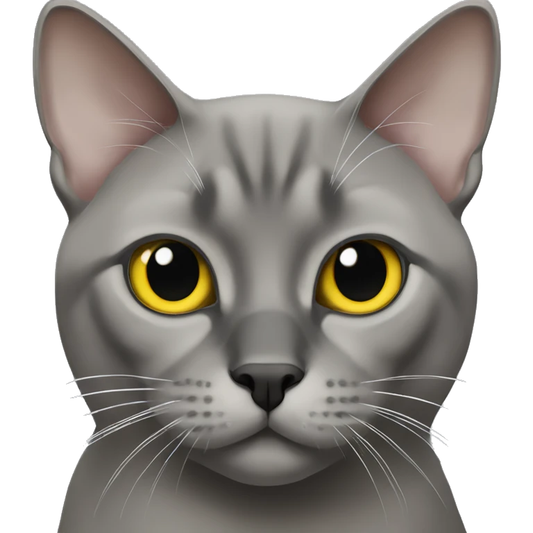 Burmese grey cat with black nose and yellow eyes emoji
