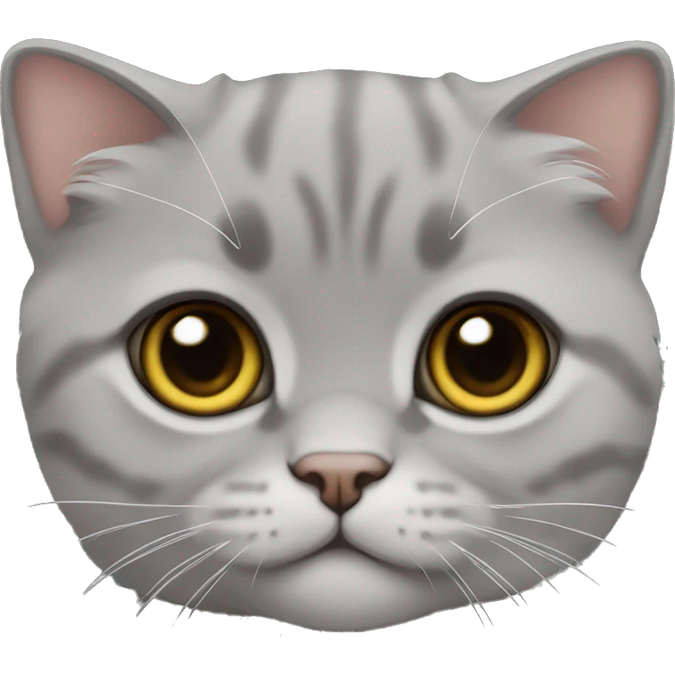 grey scottish fold kitten  emoji