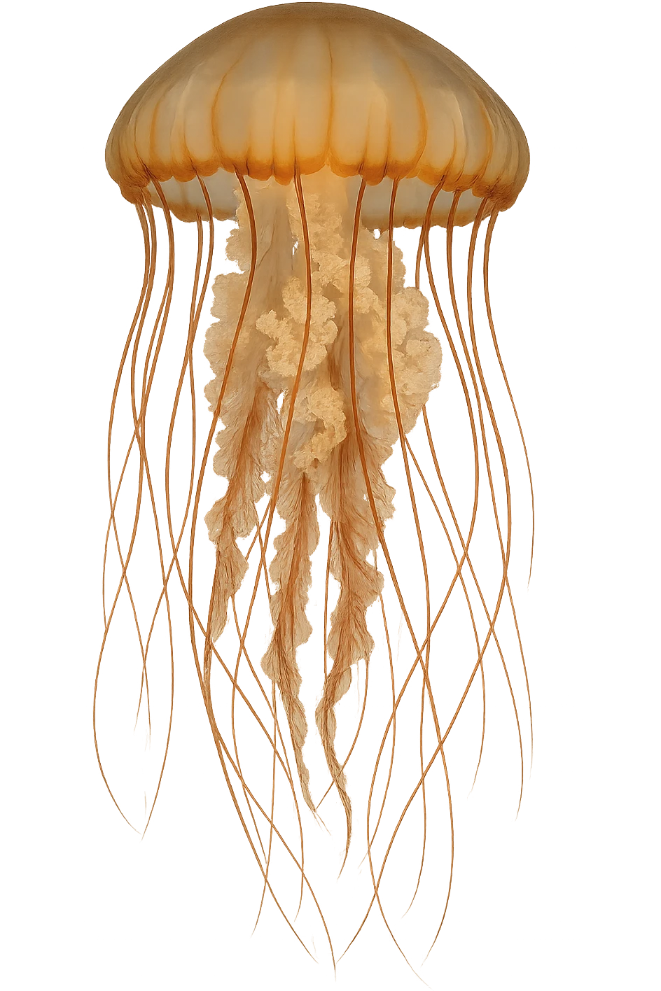Jellyfish emoji