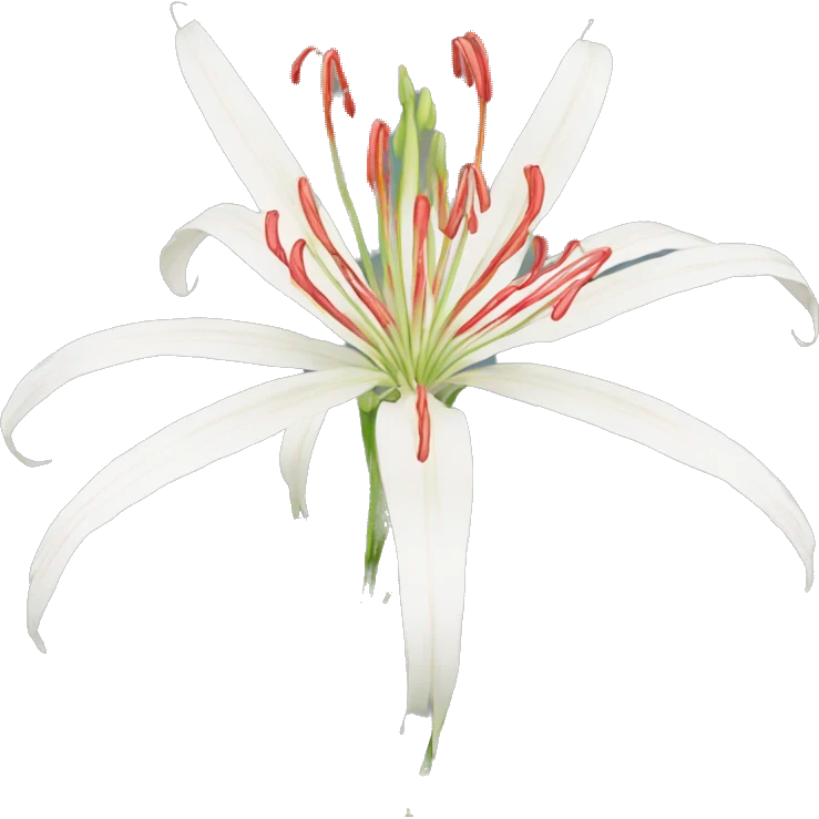 spider lilies  emoji