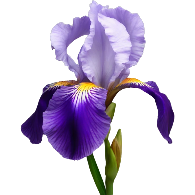 iris flower emoji